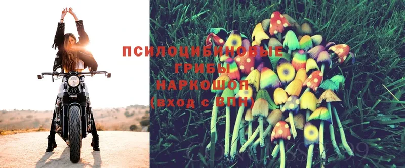 Псилоцибиновые грибы Cubensis  Печоры 